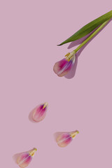 Single wilted pink tulip flower with one petal with stamen flat lay pattern on a pink minimal background with copy space. Nature creative wallpaper idea. Idea of growth life cycle.