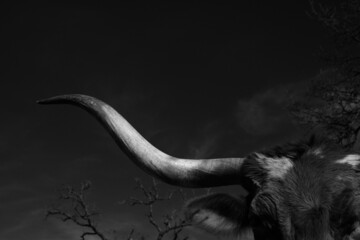 Texas longhorn cow large horns closeup in dramatic black and white on farm for western animal portrait. - obrazy, fototapety, plakaty