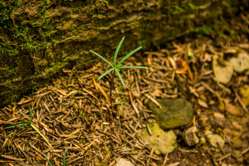 young shoot of plant in the forest