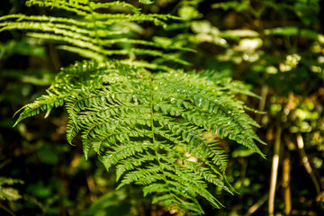 a fern leaf in the forest