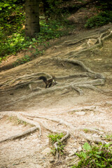 a red squirell (sciurus vulgaris) in the forest