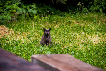 grey stray cat on the grass