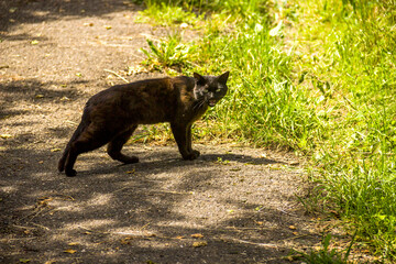 black stray cat on the grass