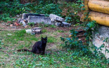 black stray cat