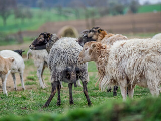 Kleine Schafherde auf der Weide