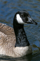 Canada Goose (Branta canadensis) Floating on the Water