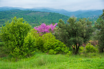 landscape with flowers