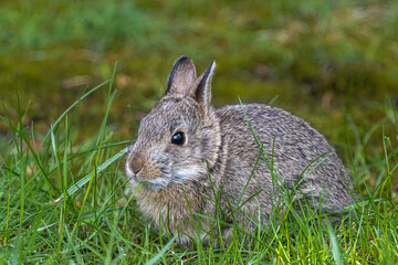 Young Nuttall's Cottontail (Sylvilagus nuttallii)