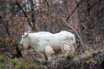 white goat in the mountains