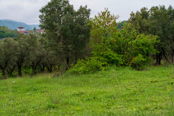 landscape with trees