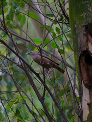 Chestnut tailed starling bird siting on the tree in a forest with green leaf backgrounds, selective focus images.