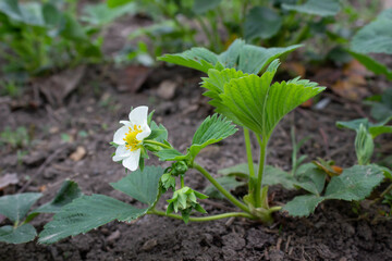 a strawberry bush with a blooming flower grows in the garden, on the ground