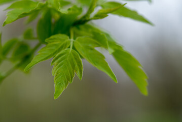 green leaves on a branch