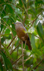 Chestnut tailed starling bird siting on the tree in a forest with green leaf backgrounds, selective focus images.