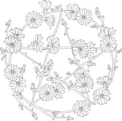 Fototapeta premium Pentagram shaped wreath of chicory flowers. Symbol of Beltane, Wiccan holiday. Vector outline for coloring