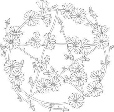 Pentagram shaped wreath of chicory flowers. Symbol of Beltane, Wiccan holiday. Vector outline for coloring