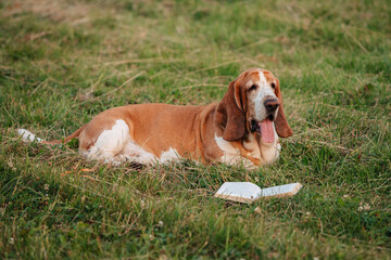 An adult dog of the Basset Hound breed walks in nature.