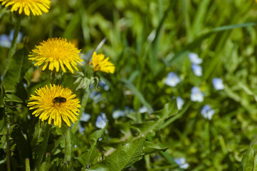 spring background, pictured green meadow and wild flowers in spring