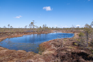 Fototapeta na wymiar spring swamp landscape with a lake and small pine trees.