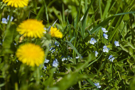 spring background, pictured green meadow and wild flowers in spring
