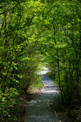 A path through the green trees