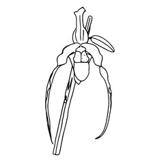 Hand-drawn sketch of orchid flower. Phalaenopsis contour image. Black and white with line art illustration.Vector, EPS10. For printing t-short, notebooks, flyers,shop of flower, ideal for your design.