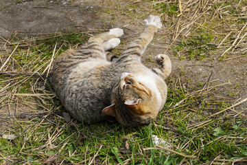 Playful cat lying and stretching on the ground