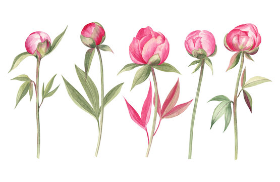 Watercolor illustration of the peony flowers. Summer set of the hand drawn flowers isolated on white.