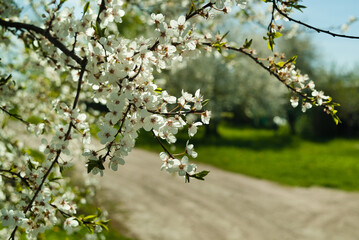 flowering fruit tree in spring, in the background a garden and a road