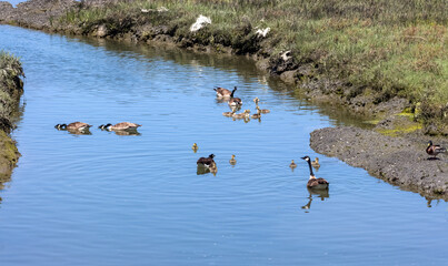 Canada geese community out for a swim on a sunny spring day in Newport Beach California