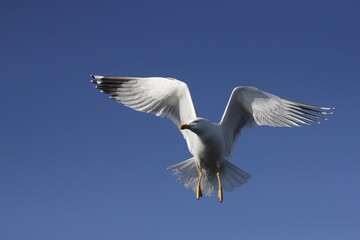 seagull in flight