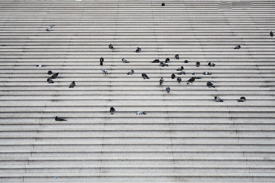 pigeons on stairs 