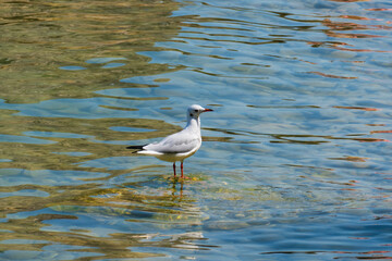 Lachmöwe, Möwe sitzt auf einem Stein in der Pisenze Lacuale Bucht Manerba am Gardasee