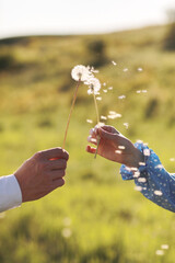 Young loving couple holding in hands dandelions in summer park on green natural background, view of...