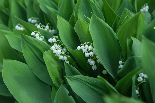 kwitnące konwalie w ogrodzie