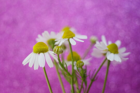 White chamomile flowers on a vivid pink shiny background