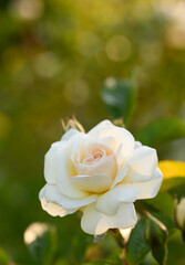 Close-up of a garden rose, Belgium