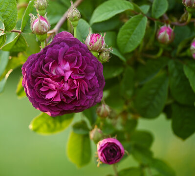 Rosa (x) gallica, Cardinal de Richelieu, Enghien, Belgium
