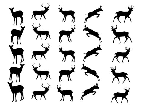 Deer vector illustration design.Deer Vector Image.Deer Vector Art, Icons, and Graphic