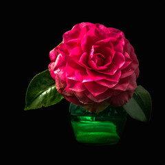Red Camelia in Vase, Easton MD, 03/24/21