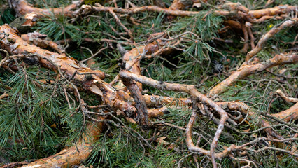 a broken tree after a hurricane. tornado knocked down a pine tree. aftermath of the storm