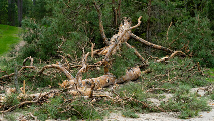 Naklejka na ściany i meble a broken tree after a hurricane. tornado knocked down a pine tree. aftermath of the storm
