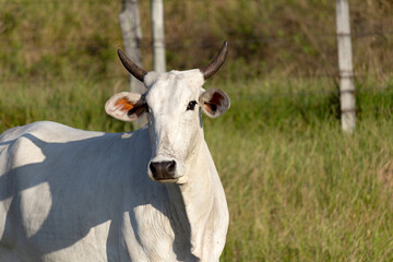 Nelore. Cow in a field, grazing. Green grass. Selective focus.