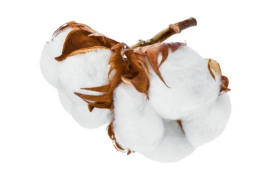 Cotton Plant Flower Branch Isolated On White Background With Clipping Path And Full Depth Of Field