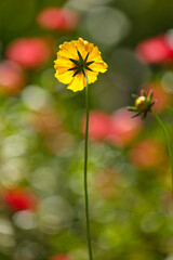 Obraz premium Bela flor amarela, contraluz, yellow flower