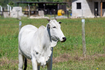 Nelore. Cow in a field, grazing. Green grass. Selective focus.