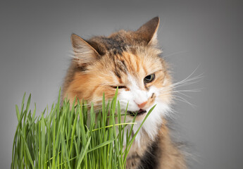 Cat eating cat grass on grey background. Cute fluffy calico cat taking a bite from the fresh green grass while making a funny face and sitting behind it. Orange white long hair cat. Selective focus.