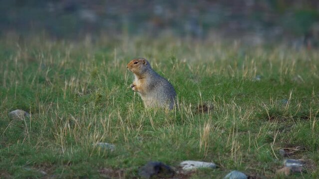 Cute wild ground squirrel chewing and eating grasses while standing