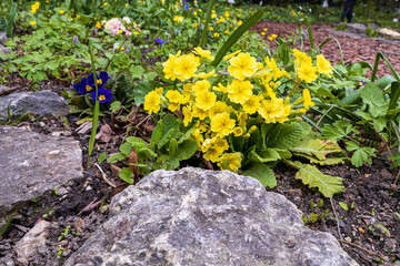 Yellow primrose on the spring lawn in the park. landscape design