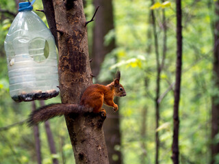 A squirrel in a tree. The concept of nature. The concept of environmental pollution. Natural beauty.